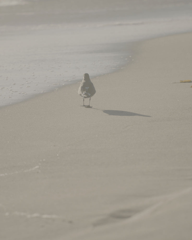 A bird walking down a beach by itself.